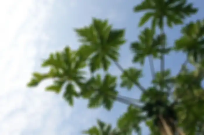 Daun pepaya.
