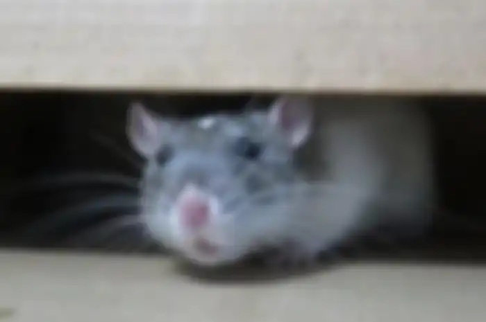 Ilustrasi tikus