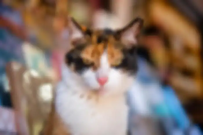 Ilustrasi kucing 
