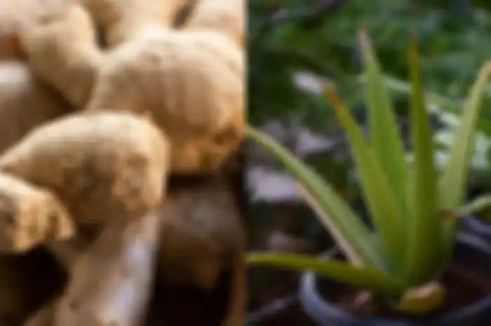 Manfaatkan berbagai herbal atau makanan sehat untuk menjadi obat alami melawan diabetes, mulai dari jahe hingga aloe vera.