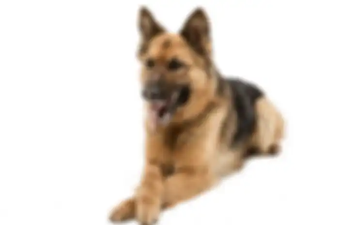 Ilustrasi anjing
