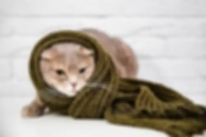 Mudik Bareng Kucing Kesayangan? Ini Tipsnya agar Anabul Tidak Stres