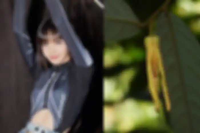 Buhangalisa, bunga yang diberi nama Lisa BLACKPINK
