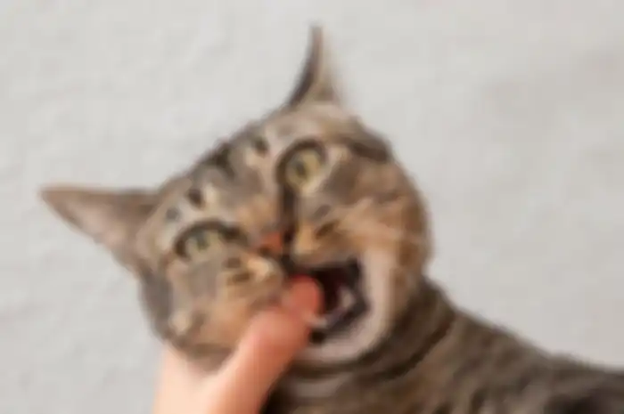 kucing