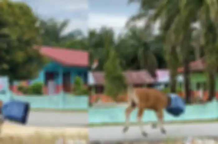 Viral di TikTok sapi masuk selokan karena kepala tersangkut tong sampah.