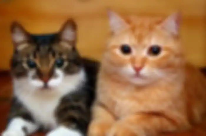 Ilustrasi kucing 