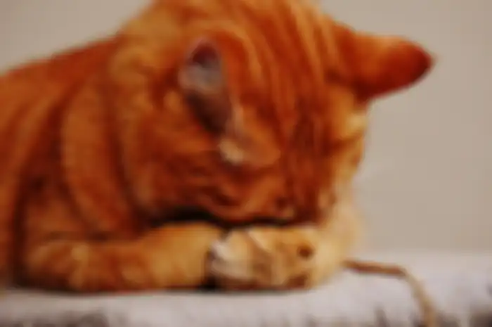 Cara mengatasi kucing stres.