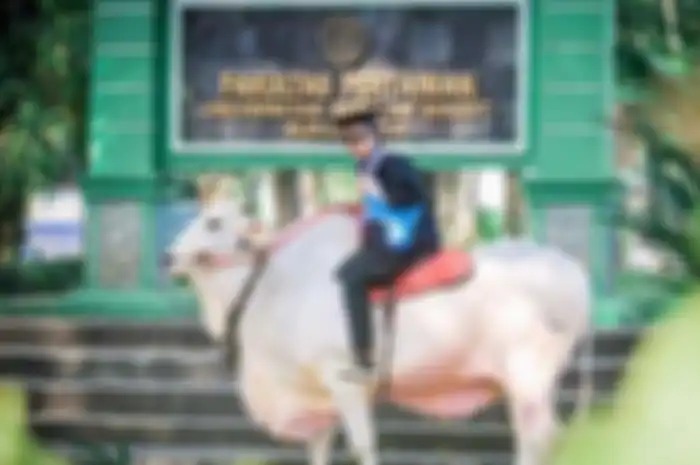 Viral di TikTok wisudawan UNS tunggangi sapi keliling kampus