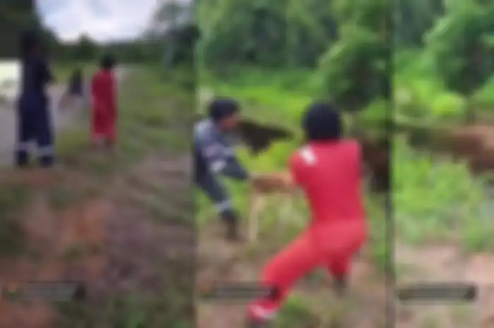 Aksi para pekerja lempar anjing untuk dimakan buaya.