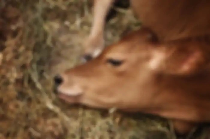 Penyakit antraks menyerang hewan herbivora, seperti sapi, kambing, dan domba.