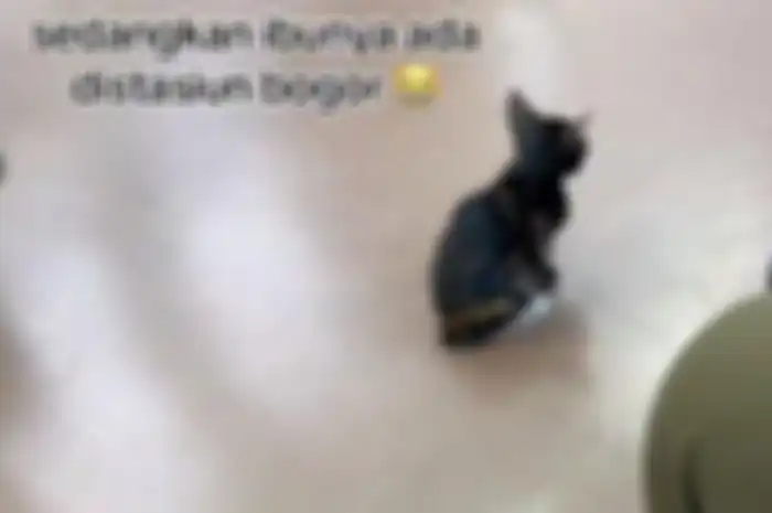 Viral di TikTok kucing terpisah dari induknya setelah terbawa kereta 