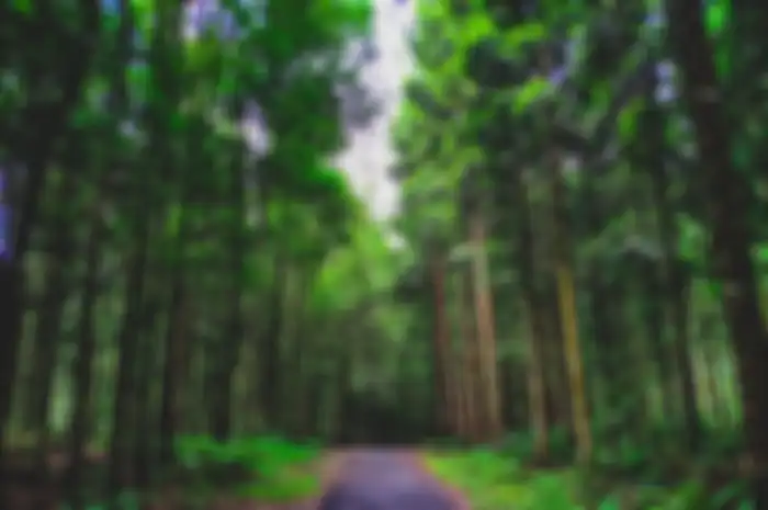 Bukan hanya penuh inspirasi, quotes tentang Hari Hutan Indonesia bisa mengajak orang lain untuk tetap menjaga dan melestarikan hutan Indonesia.