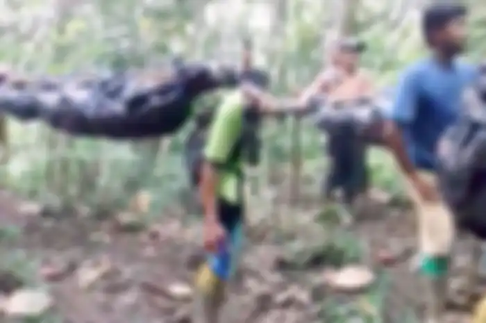 Penambang Emas Tandu Rekannya yang Tewas Menyusuri Hutan 