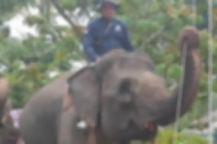 Gajah bernama Vera tengah mengerek tali bendera pada upacara HUT RI, Kamis (17/8/2023).