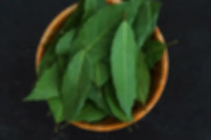 Daun salam