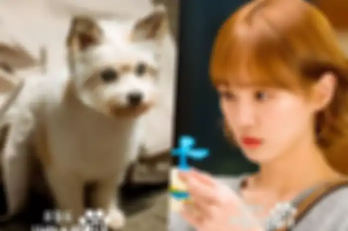 drama Korea A Good Day to Be a Dog 