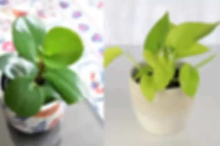Tanaman low maintenance yang bisa hidup di ruangan remang