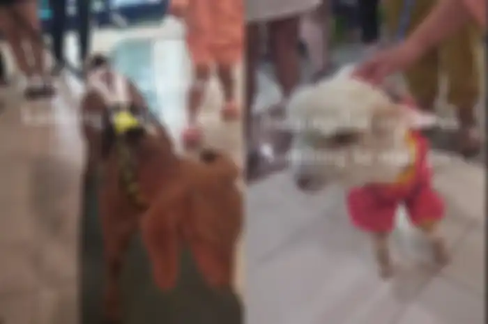 Dua ekor kambing diajak jalan-jalan ke mal.