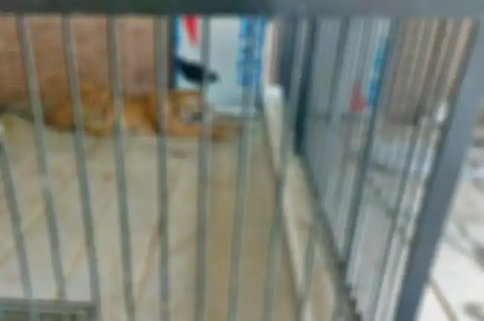 Harimau yang menerkam Suprianda hingga tewas di rumah majikannya.