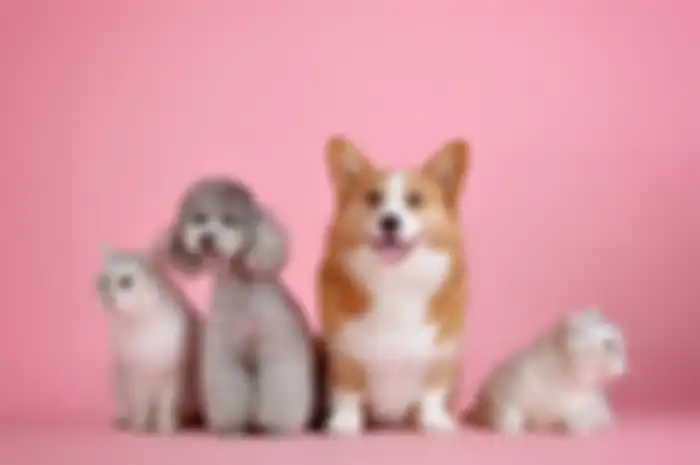 Saking sayangnya, tak jarang orang membelikan hadiah khusus untuk hewan peliharaannya baik kucing atau anjing.