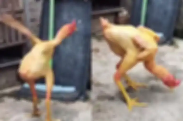 ayam gundul 