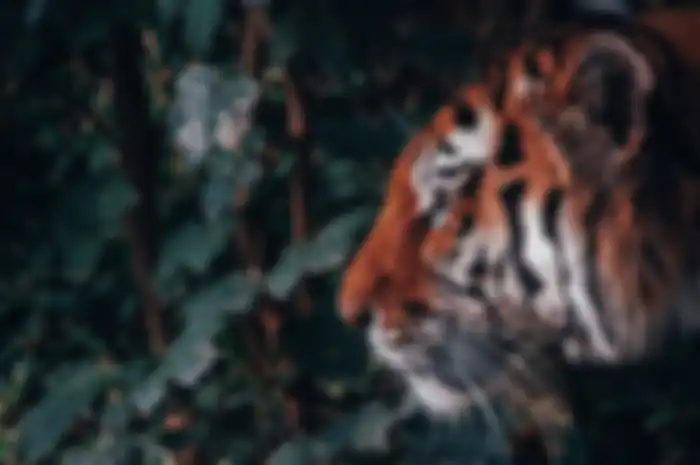 kekuatan khodam harimau