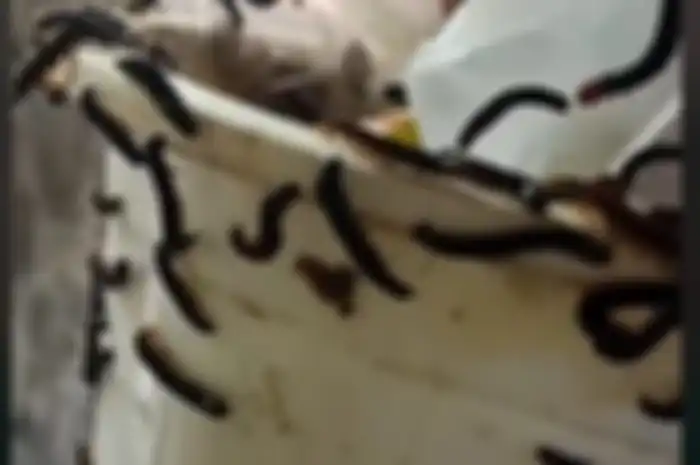 Penampakan ribuan ulat bulu di Wonogiri viral di TikTok usai diunggah oleh akun @astrissambudy Sabtu (16/12/2023). 