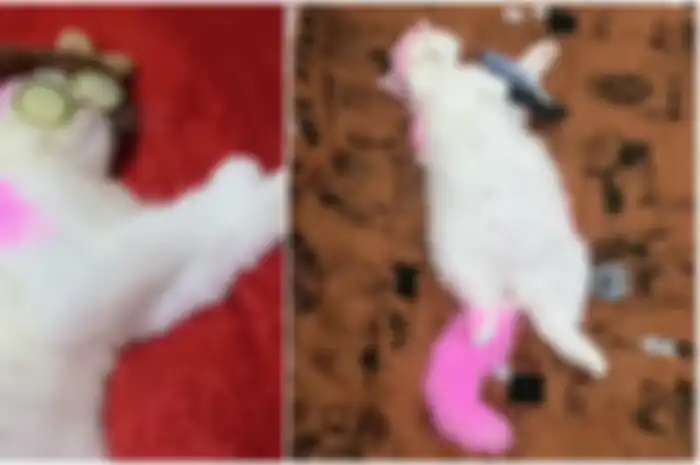 Seekor kucing berwarna pink viral di TikTok