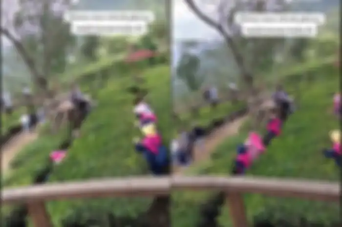 Aksi emak-emak di Kebun Teh Tambi Wonosobo viral di TikTok.