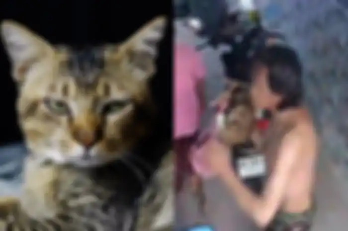 Pemuda aniaya sejumlah kucing lantaran tersulut emosi.