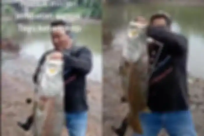 Seorang pria berhasil mendapatkan ikan kakap putih berukuran jumbo di sungai Tayu, Pati.