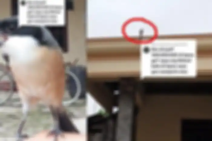Burung cendet luluh pada pemiliknya saat dipanggil 