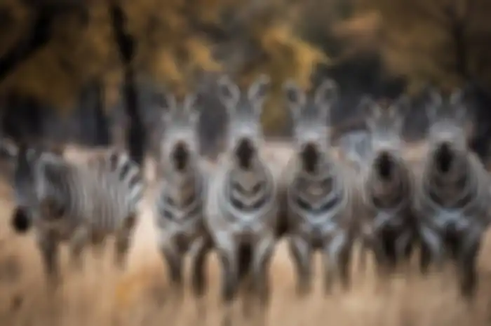 Zebra