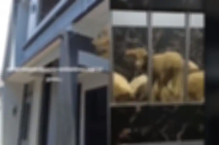 kandang domba mewah viral di TikTok