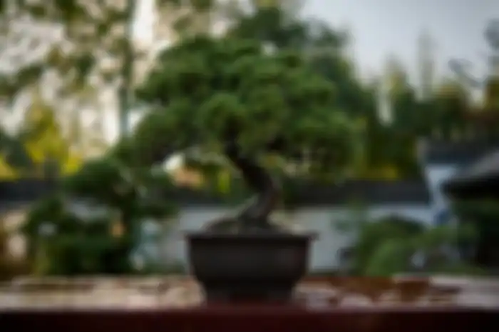 Ilustrasi bonsai