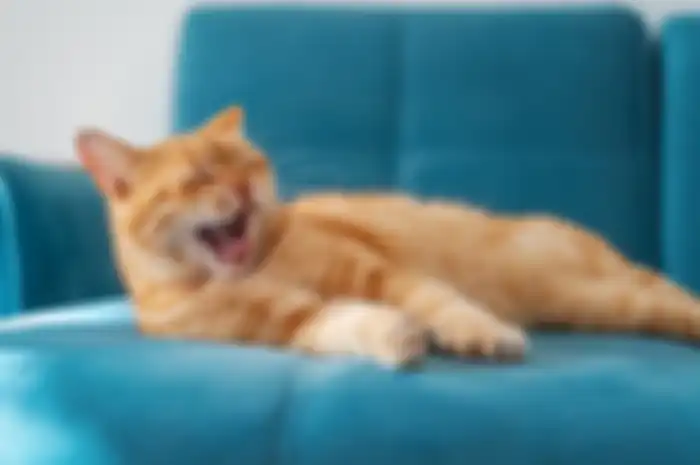 Ilustrasi kucing menguap