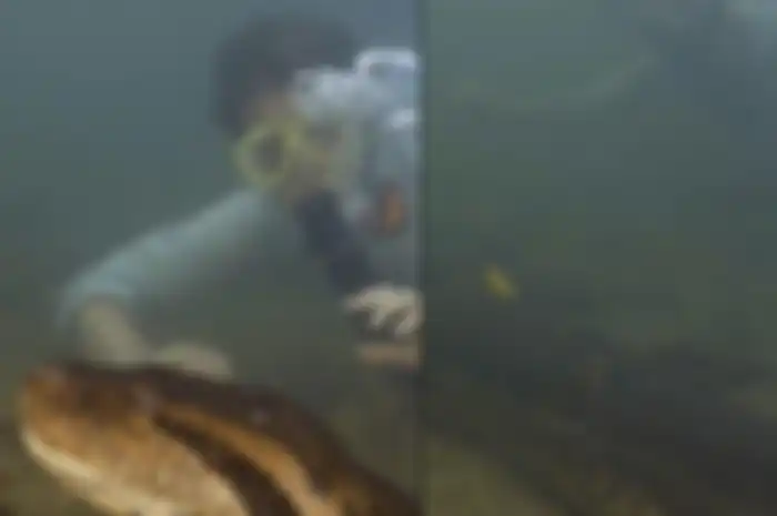 Pria berenang di samping anaconda raksasa 