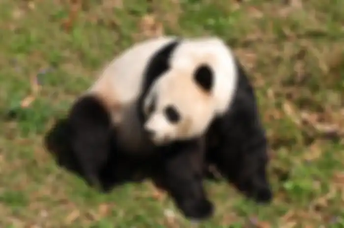 Quotes tentang Hari Panda