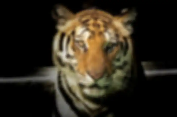 Ilustrasi harimau