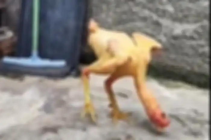 Tangkapan layar ayam gundul berjalan yang viral di X  