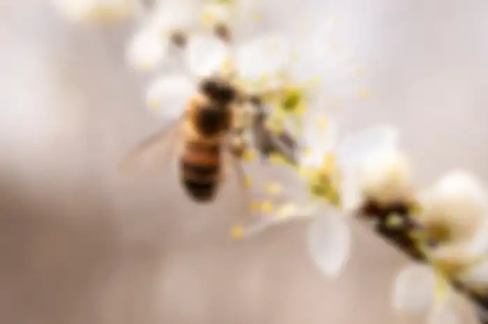 Arti kata my bee yang viral di TikTok