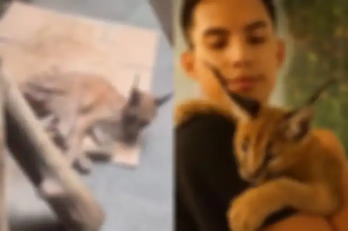 mmengenal kucing caracal milik Okin yang diduga ditelantarkan hingga mati