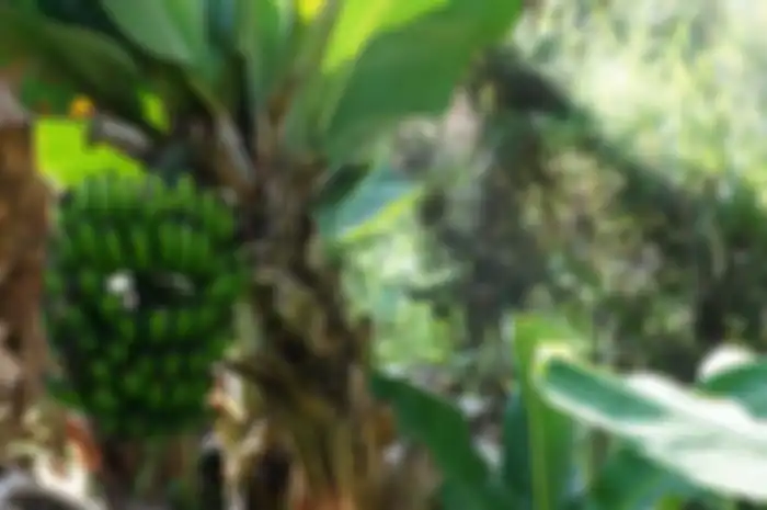 Ilustrasi pohon pisang
