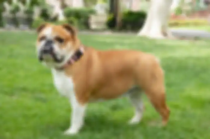 Ras anjing English Bulldog