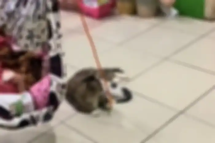 Seekor kucing di Karawang, Jawa Barat terekam beraksi bak seorang babysitter.  