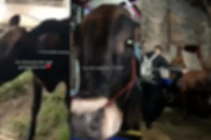 Pria beli sapi demi obati patah hati, kisahnya viral di TikTok.