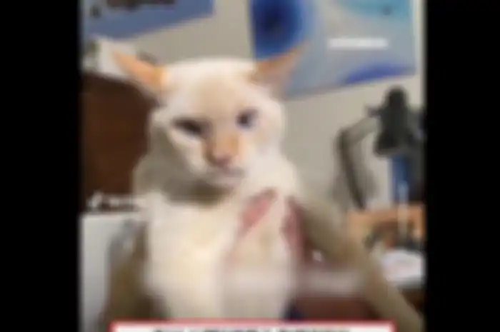 Viral di X (Twitter), seekor kucing mengeluarkan suara menggonggong mirip seperti anjing.  