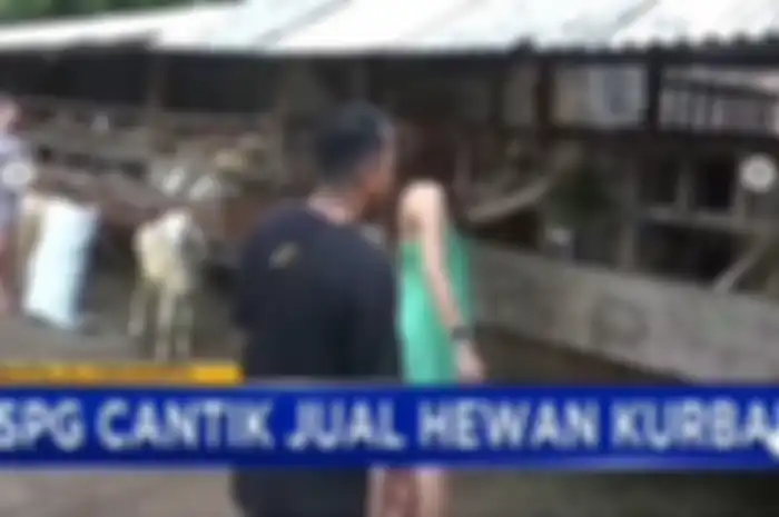 Meski Hari Raya Idul Adha 1445 H masih satu bulan lagi, pedagang kambing di Bantul, Yogyakarta gunakan cara unik untuk memikat para pembeli.   