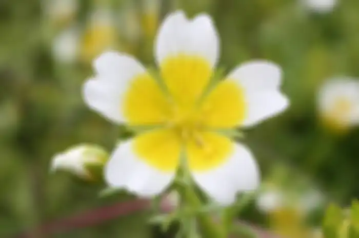 Bunga Meadowfoam yang menghasilkan meadowfoam seed oil