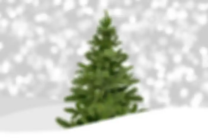 Natal identik dengan pohon cemara sebagai bagian dari dekorasi rumah. Kenapa sih digunakan pohon cemara? Simak alasannya